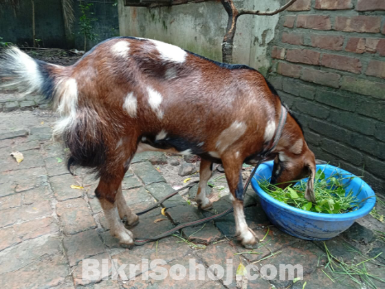 মায়া ছাগল (বয়স: ১বছর+)